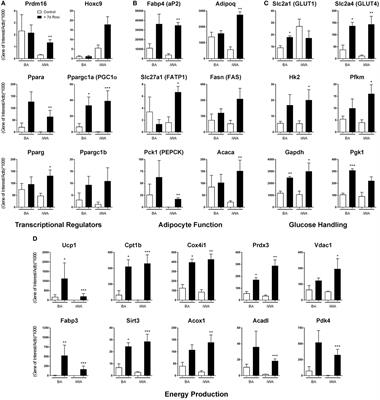 Rosiglitazone and a β3-Adrenoceptor Agonist Are Both Required for Functional Browning of White Adipocytes in Culture